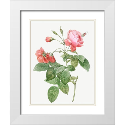 Boursault Rose, Rosebush with Leaning Buttons with Semi-Double Flowers White Modern Wood Framed Art Print with Double Matting by Redoute, Pierre Joseph