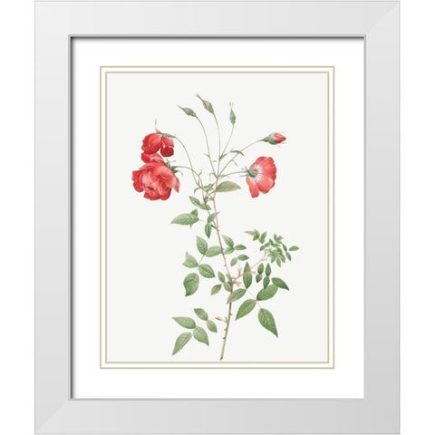 Red Rose, Bengal in Bouquet, Rosa indica sertulata White Modern Wood Framed Art Print with Double Matting by Redoute, Pierre Joseph