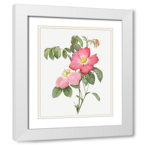 Pink French Rose, Provins Rosebush with Pink and Simple Flowers White Modern Wood Framed Art Print with Double Matting by Redoute, Pierre Joseph