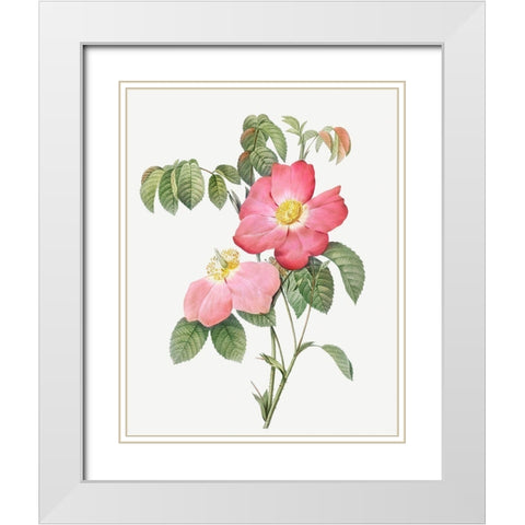 Pink French Rose, Provins Rosebush with Pink and Simple Flowers White Modern Wood Framed Art Print with Double Matting by Redoute, Pierre Joseph