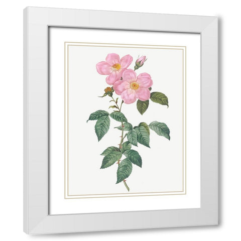 Single Tea Scented Rose, Rosa indica fragrans flore simplici White Modern Wood Framed Art Print with Double Matting by Redoute, Pierre Joseph