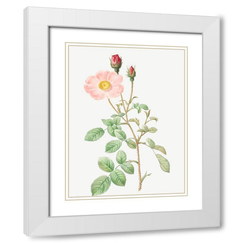 Musk Rose, Sparkling Rose, Rosa moschata White Modern Wood Framed Art Print with Double Matting by Redoute, Pierre Joseph