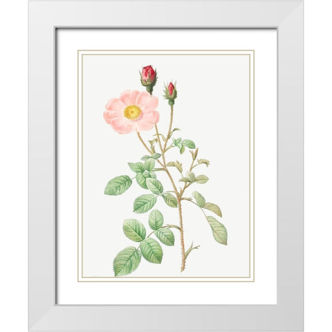Musk Rose, Sparkling Rose, Rosa moschata White Modern Wood Framed Art Print with Double Matting by Redoute, Pierre Joseph
