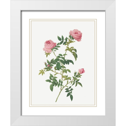 Hundred-petalled English Rose, Rose of the Hedges with semi-double flowers White Modern Wood Framed Art Print with Double Matting by Redoute, Pierre Joseph