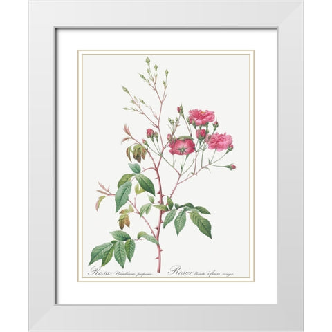 Pink Noisette, Rosa noisettiana purpurea White Modern Wood Framed Art Print with Double Matting by Redoute, Pierre Joseph