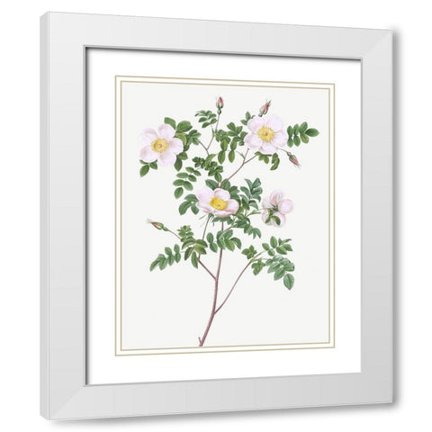 De Candolles white rose, Rosier de Candolle, Rosa candolleana elegans White Modern Wood Framed Art Print with Double Matting by Redoute, Pierre Joseph