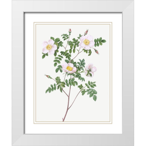 De Candolles white rose, Rosier de Candolle, Rosa candolleana elegans White Modern Wood Framed Art Print with Double Matting by Redoute, Pierre Joseph