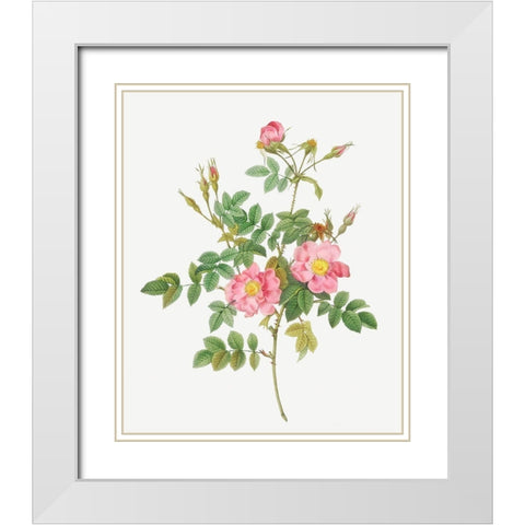 Sweet Briar, Rusty Rose with Semi-Double Flowers, Rosa rubiginosa flore semi-pleno White Modern Wood Framed Art Print with Double Matting by Redoute, Pierre Joseph