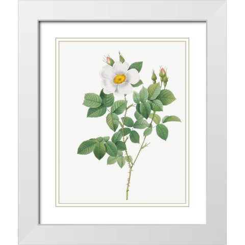Twin Flowered White Rose, Rosebush with Geminate Flowers, Rosa geminata White Modern Wood Framed Art Print with Double Matting by Redoute, Pierre Joseph