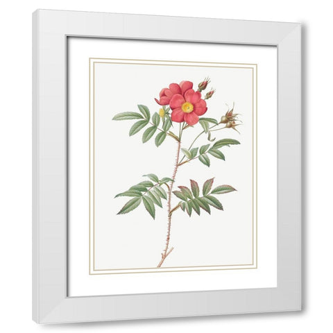 Red Leaved Rose, Rose Tree with Red Stems and Spines, Rosa redutea glauca White Modern Wood Framed Art Print with Double Matting by Redoute, Pierre Joseph