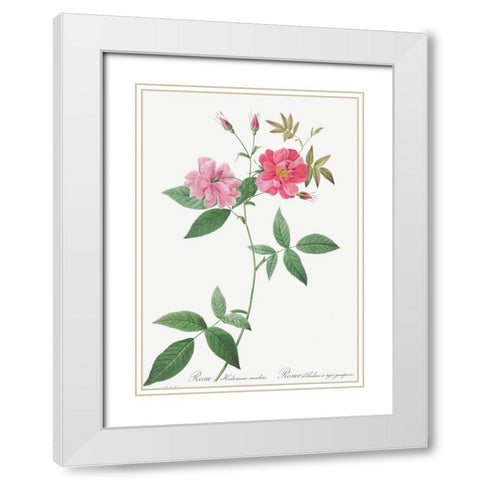 Hudson Rosehip with Climbing Stems, Rosa Hudsoniana Scandens White Modern Wood Framed Art Print with Double Matting by Redoute, Pierre Joseph