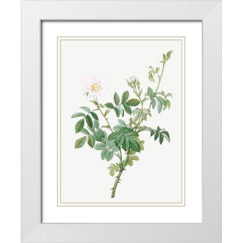 White Downy Rose, Cottony Rose, Rosa tomentosa White Modern Wood Framed Art Print with Double Matting by Redoute, Pierre Joseph