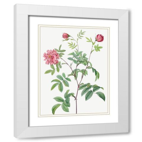 Cinnamon Rose, Rose of May, Rosa cinnamomea maialis White Modern Wood Framed Art Print with Double Matting by Redoute, Pierre Joseph