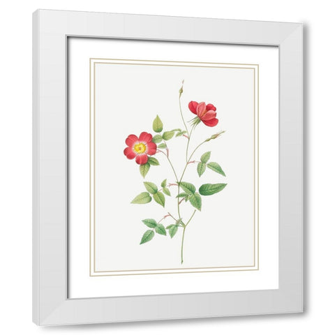 Rose Indica Stelligera, Bengal Star, Rosa indica stelligera White Modern Wood Framed Art Print with Double Matting by Redoute, Pierre Joseph