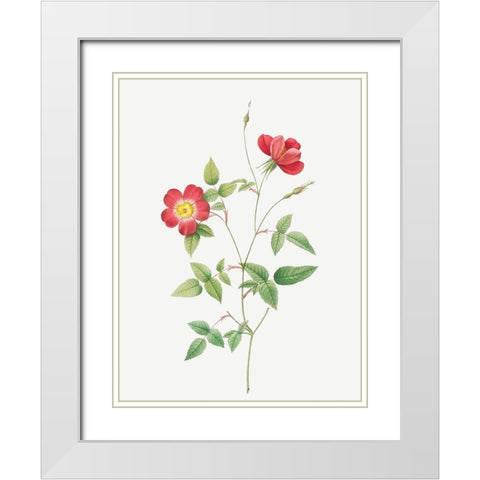 Rose Indica Stelligera, Bengal Star, Rosa indica stelligera White Modern Wood Framed Art Print with Double Matting by Redoute, Pierre Joseph