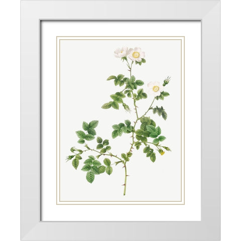 White Sweetbriar, Wild Rose of Valiant, Rosa rubignosa vaillantiana White Modern Wood Framed Art Print with Double Matting by Redoute, Pierre Joseph