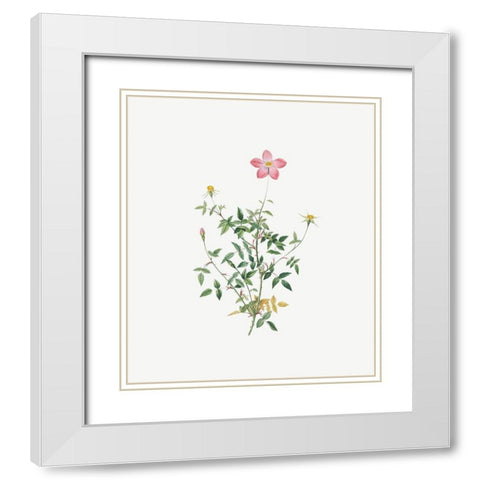 Single Dwarf China Rose, Rosa indica pumila, flore simplici White Modern Wood Framed Art Print with Double Matting by Redoute, Pierre Joseph