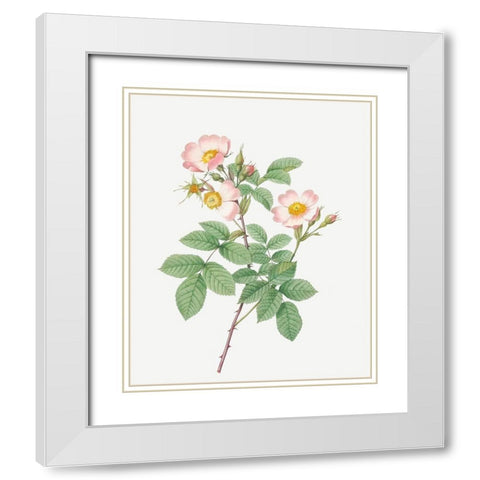 Short Styled Field Rose, Rose Bush with Erect Stems, Rosa stylosa White Modern Wood Framed Art Print with Double Matting by Redoute, Pierre Joseph