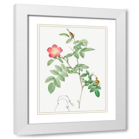 Alpine Rose, Rose of the Alps with Hanging Fruits, Rosa pendulina White Modern Wood Framed Art Print with Double Matting by Redoute, Pierre Joseph