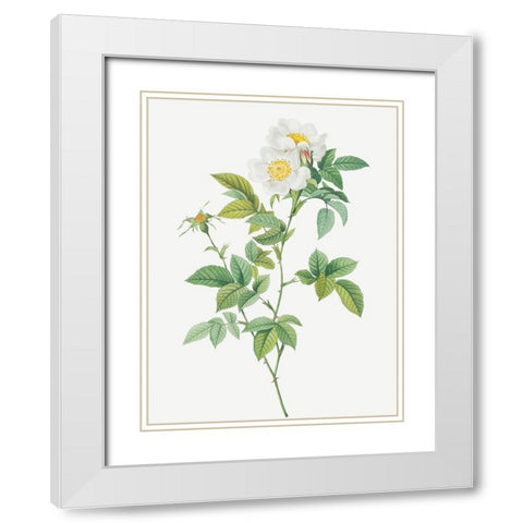 Anjou Rose, Rosa andegavensis White Modern Wood Framed Art Print with Double Matting by Redoute, Pierre Joseph