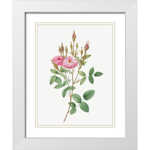 Mossy Pompon, Sparkling Pompon, Rosa pomponiana muscosa White Modern Wood Framed Art Print with Double Matting by Redoute, Pierre Joseph