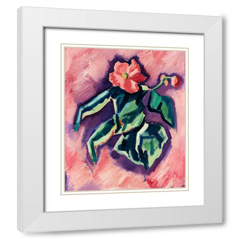 Pink Begonias White Modern Wood Framed Art Print with Double Matting by Hartley, Marsden