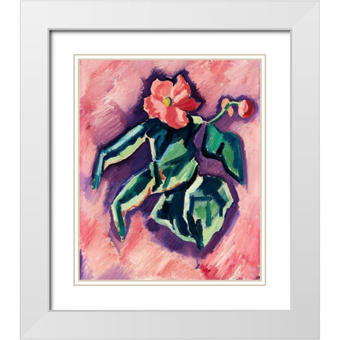 Pink Begonias White Modern Wood Framed Art Print with Double Matting by Hartley, Marsden