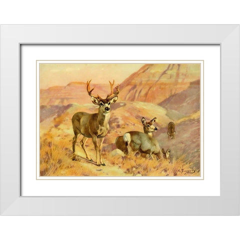 Deer in Montana White Modern Wood Framed Art Print with Double Matting by Rungius, Carl