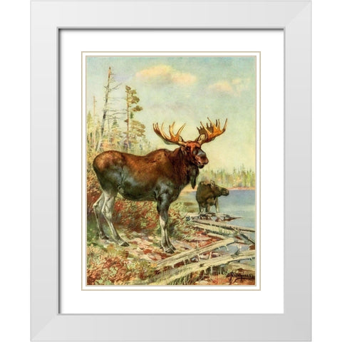 Moose White Modern Wood Framed Art Print with Double Matting by Rungius, Carl