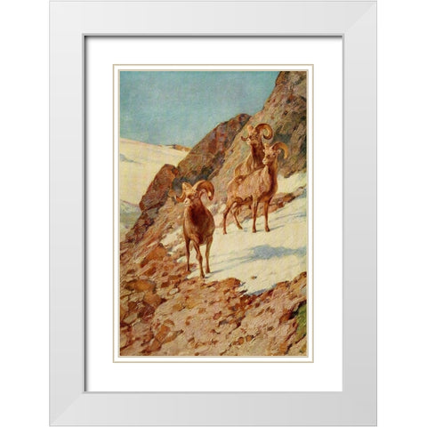 Bighorn Sheep White Modern Wood Framed Art Print with Double Matting by Rungius, Carl