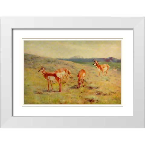 Pronghorns White Modern Wood Framed Art Print with Double Matting by Rungius, Carl