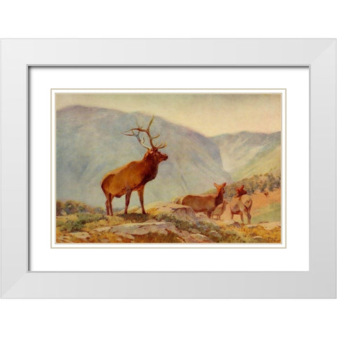 Bull Elk White Modern Wood Framed Art Print with Double Matting by Rungius, Carl