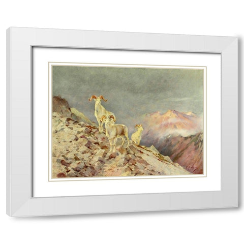 Rams White Modern Wood Framed Art Print with Double Matting by Rungius, Carl