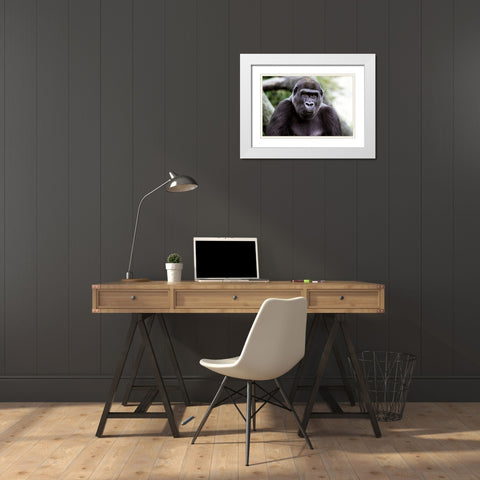 Lowland Gorilla White Modern Wood Framed Art Print with Double Matting by Cohen, Jessie