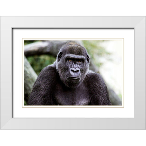 Lowland Gorilla White Modern Wood Framed Art Print with Double Matting by Cohen, Jessie