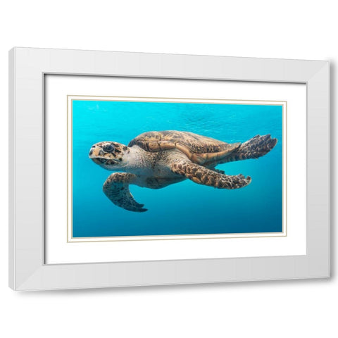 Turtle White Modern Wood Framed Art Print with Double Matting by Highsmith, Carol
