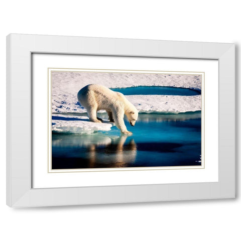 Polar Bear White Modern Wood Framed Art Print with Double Matting by NASA