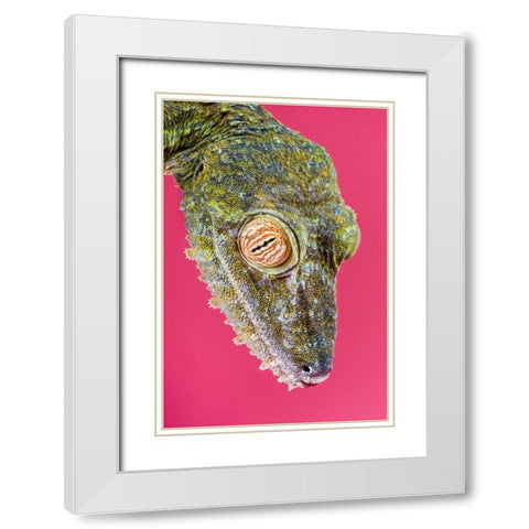 Leaf-tailed Gecko White Modern Wood Framed Art Print with Double Matting by Smithsonian Institution