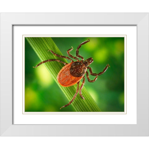 Blacklegged Tick White Modern Wood Framed Art Print with Double Matting by Centers for Disease Control and Prevention