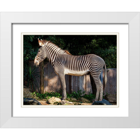 Zebra White Modern Wood Framed Art Print with Double Matting by Murphy, Mehgan