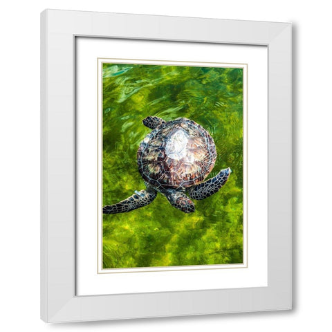 Green Sea Turtle White Modern Wood Framed Art Print with Double Matting by NASA