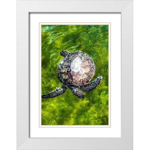 Green Sea Turtle White Modern Wood Framed Art Print with Double Matting by NASA