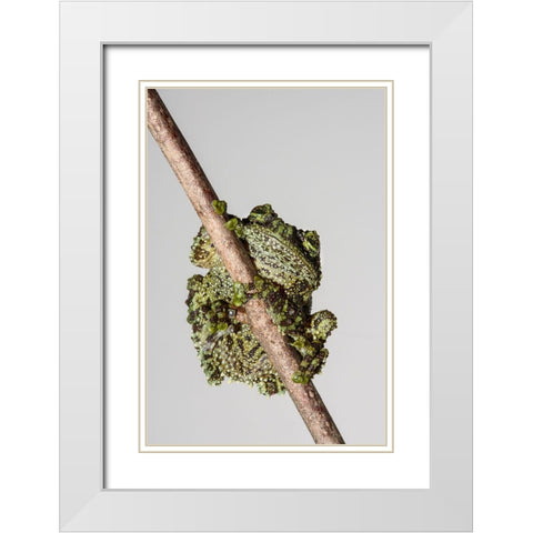 Vietnamese Mossy Frog White Modern Wood Framed Art Print with Double Matting by Animal Photography