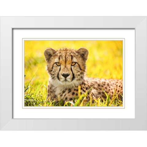 Cheetah White Modern Wood Framed Art Print with Double Matting by Animal Photography