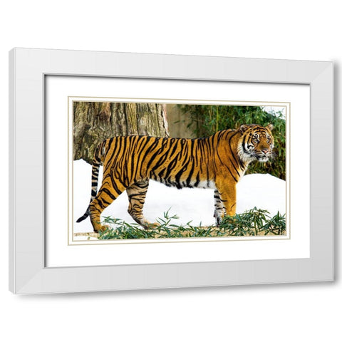 Sumatran Tiger White Modern Wood Framed Art Print with Double Matting by Murphy, Mehgan