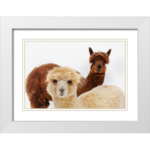 Alpacas White Modern Wood Framed Art Print with Double Matting by Murphy, Mehgan