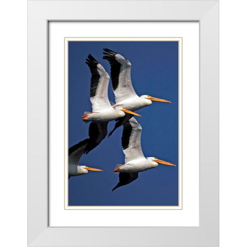 Flock of White Pelicans White Modern Wood Framed Art Print with Double Matting by NASA