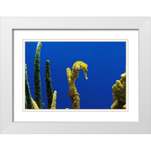 Seahorse White Modern Wood Framed Art Print with Double Matting by Highsmith, Carol