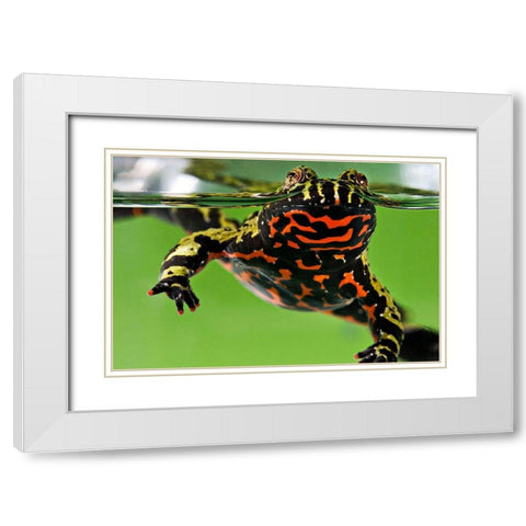Oriental Fire-bellied Toad White Modern Wood Framed Art Print with Double Matting by Smithsonian Institution