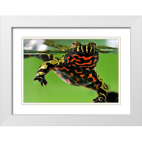 Oriental Fire-bellied Toad White Modern Wood Framed Art Print with Double Matting by Smithsonian Institution